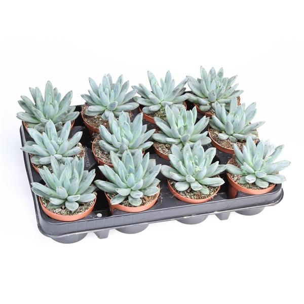 Горшечные цветы и растения оптом Echeveria Hookerii от 12шт (для телеги) из Голландии с доставкой по России