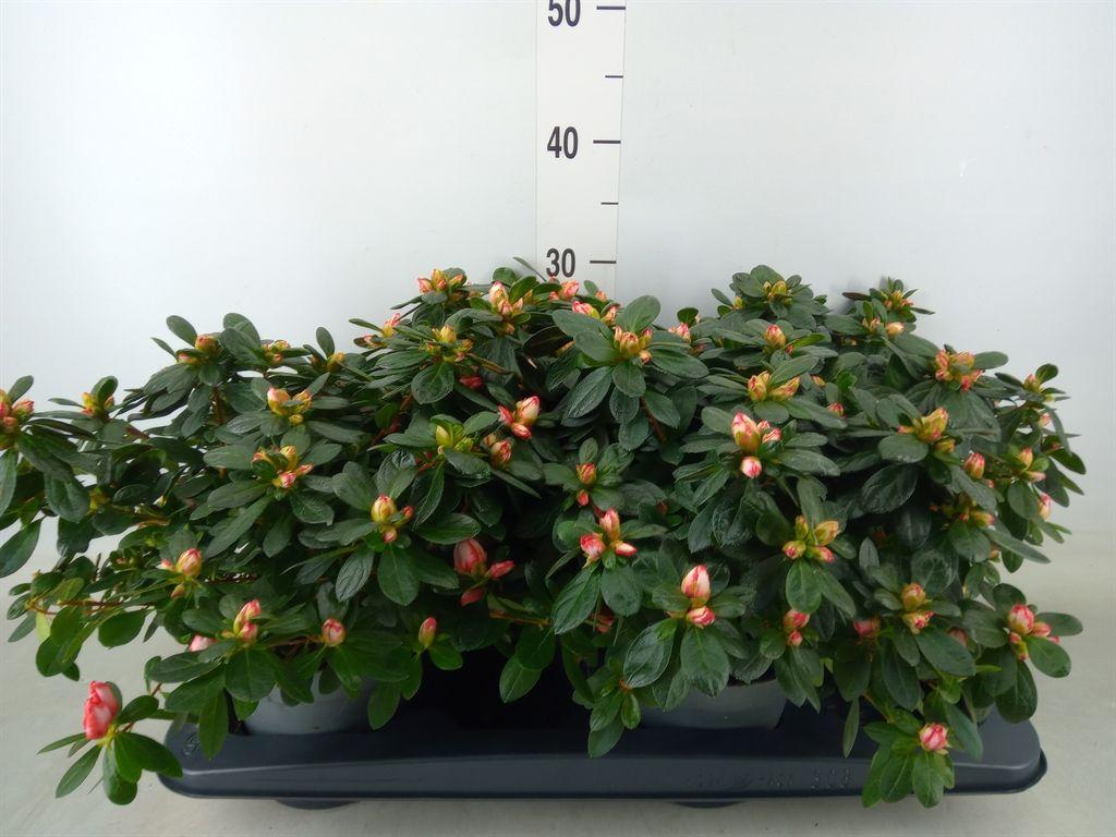 Горшечные цветы и растения оптом Rhododendron Sim.   ... от 4шт из Голландии с доставкой по России