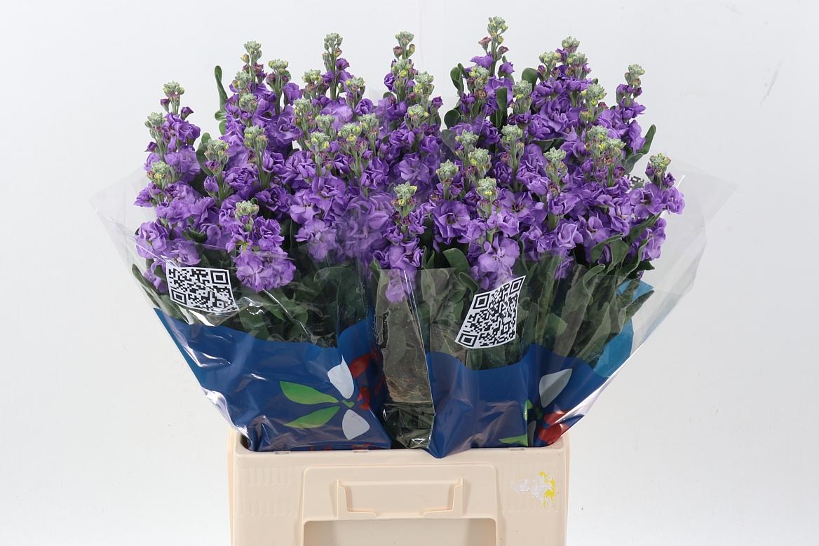 Срезанные цветы оптом Matthiola iron blue от 40шт из Голландии с доставкой по России