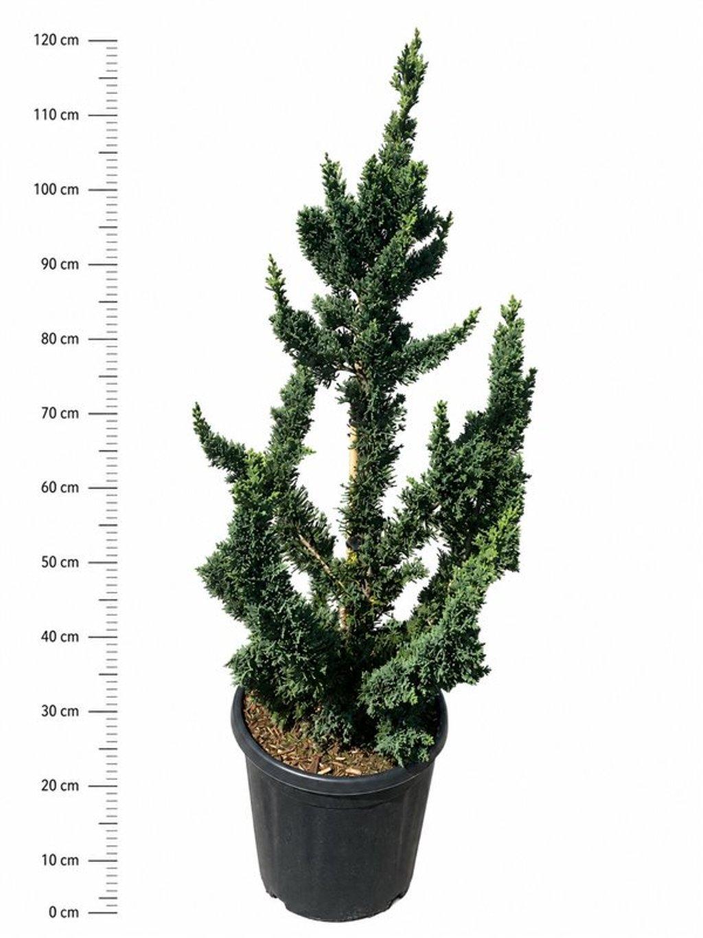 Горшечные цветы и растения оптом Chamaecyparis L. wissels Saguaro от 1шт из Голландии с доставкой по России