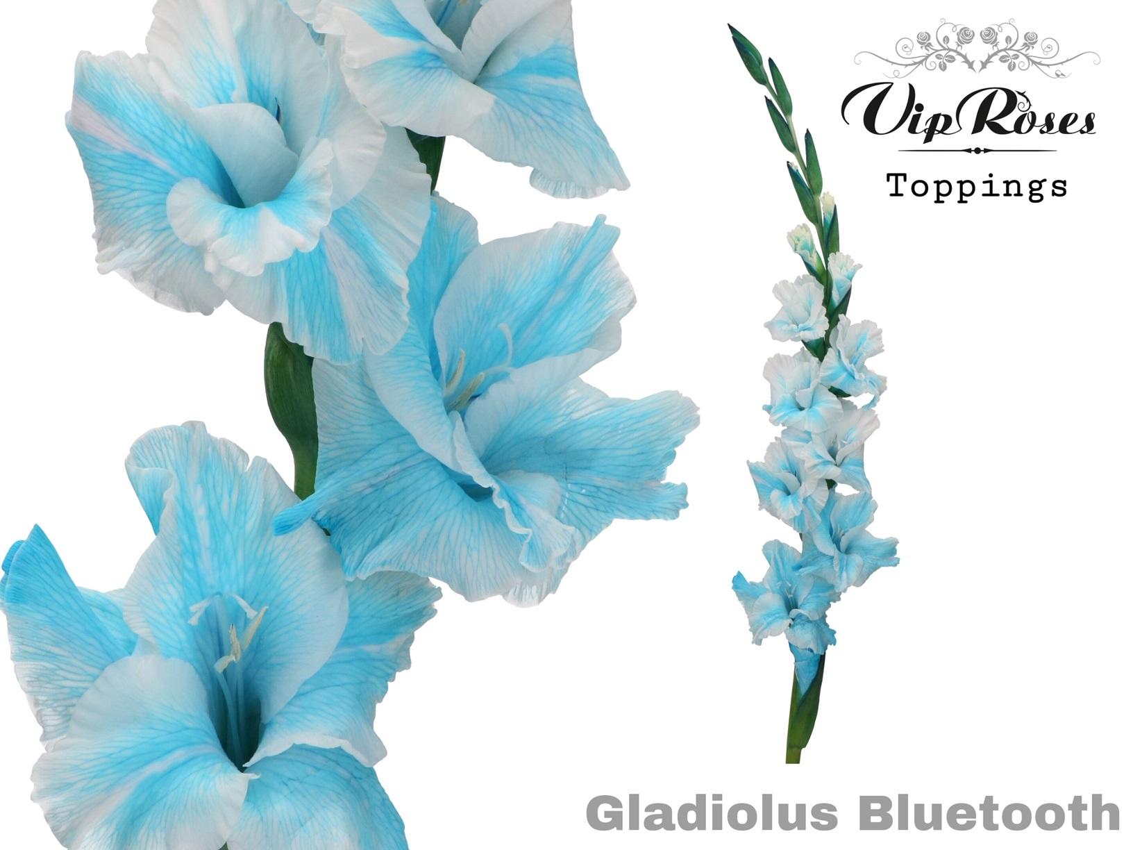 Срезанные цветы оптом Gladiolus la paint bluetooth от 40шт из Голландии с доставкой по России