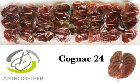 Срезанные цветы оптом Anthurium cognac от 24шт из Голландии с доставкой по России