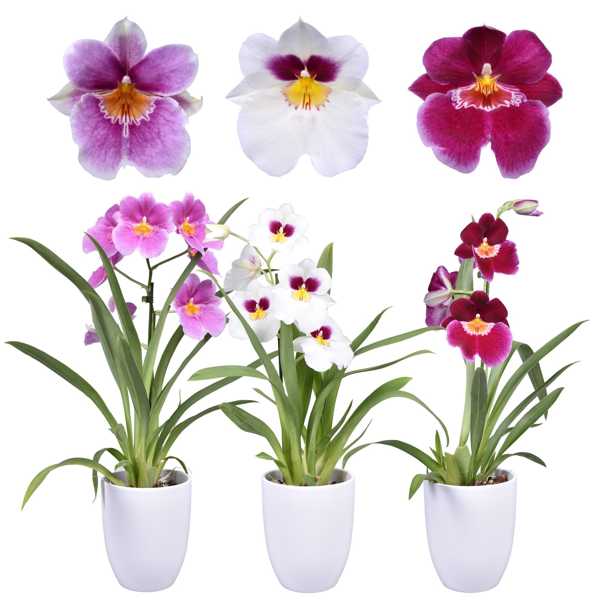 Горшечные цветы и растения оптом Miltonia 1st White Ceramic от 6шт из Голландии с доставкой по России