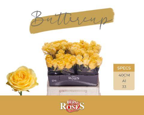 Срезанные цветы оптом Rosa large buttercup от 40шт из Голландии с доставкой по России