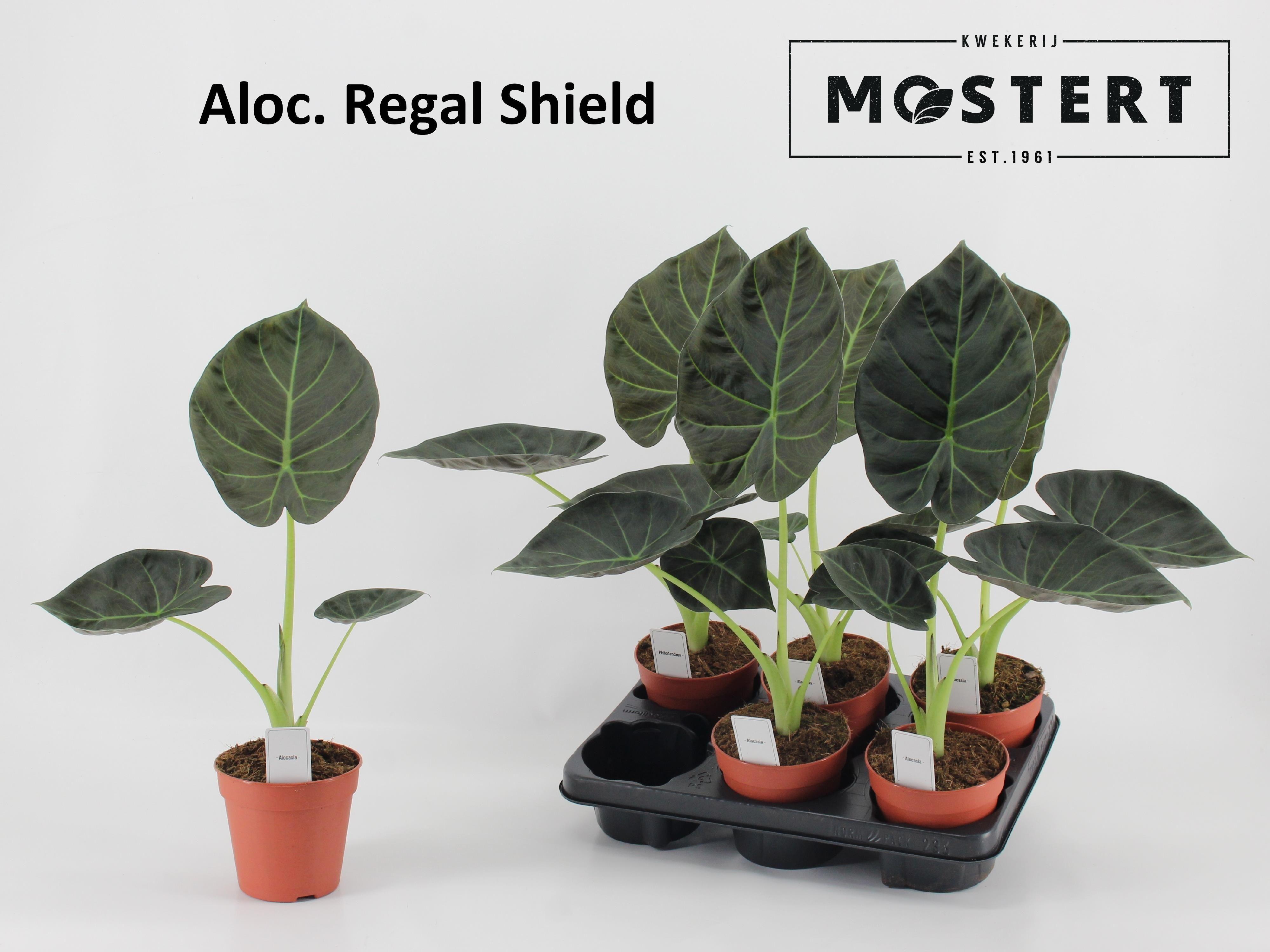 Горшечные цветы и растения оптом Aloc Regal Shields от 6шт (для телеги) из Голландии с доставкой по России