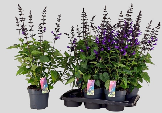 Горшечные цветы и растения оптом Salvia Lake Blueberr от 6шт из Голландии с доставкой по России