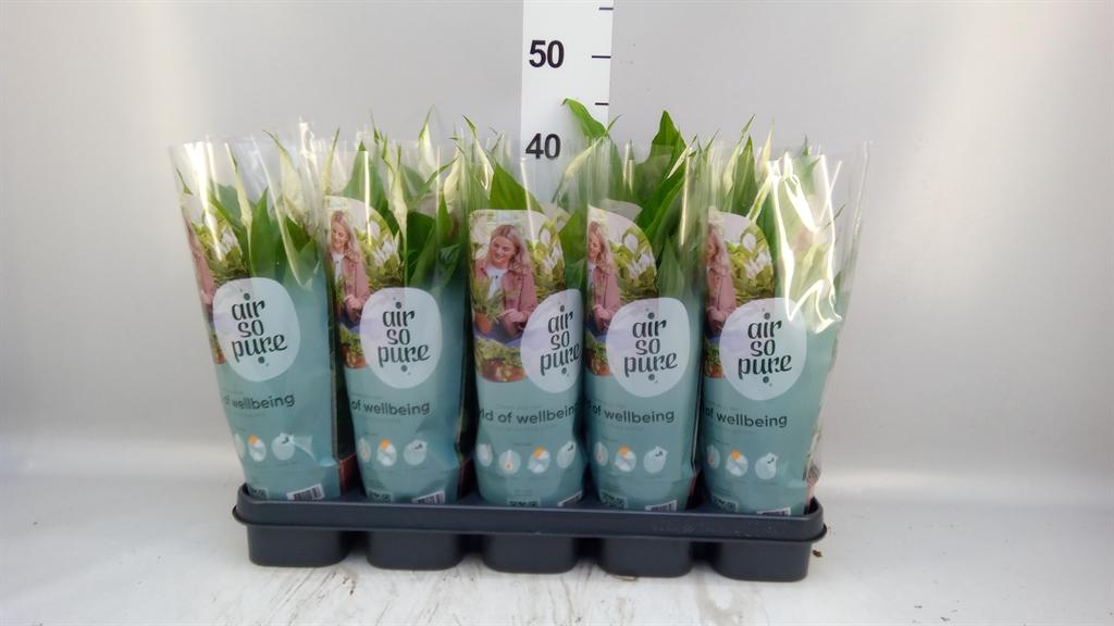 Горшечные цветы и растения оптом Spathiphyllum bellini от 10шт из Голландии с доставкой по России