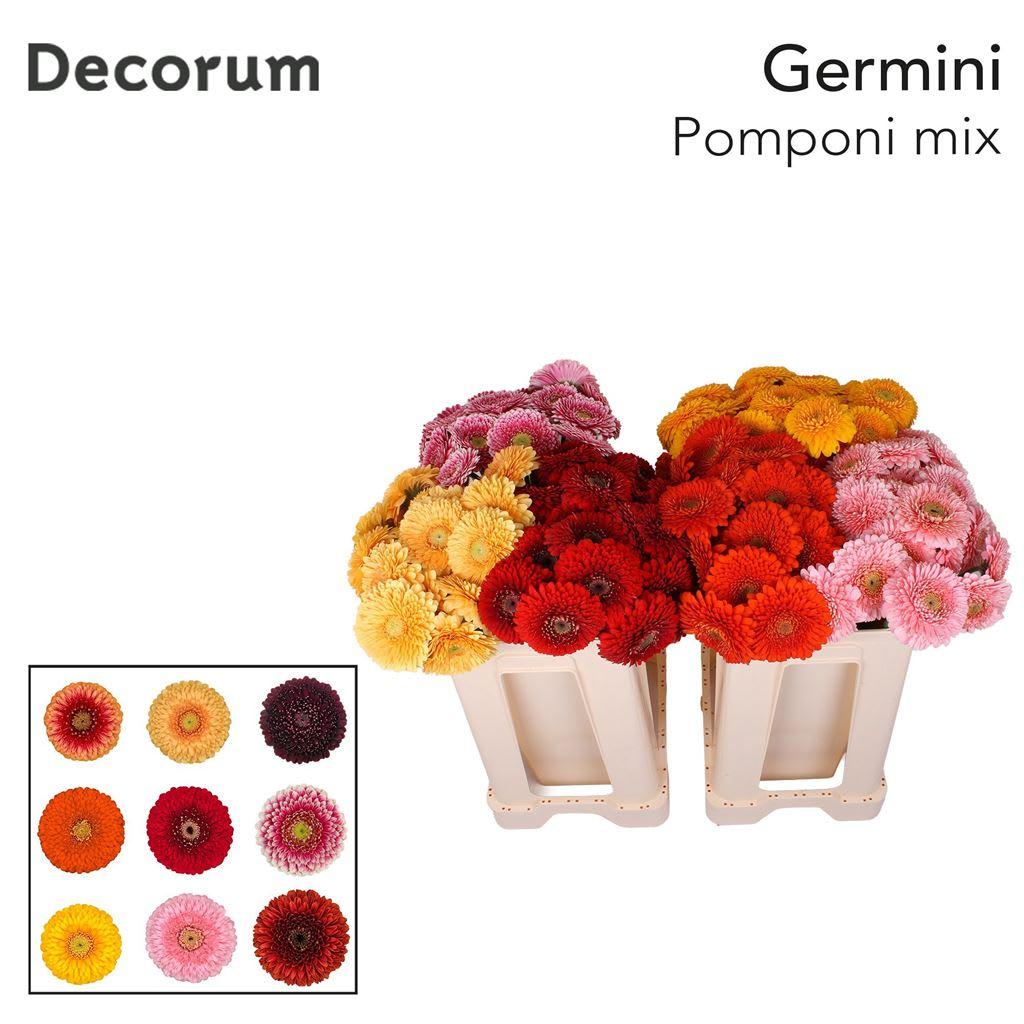 Срезанные цветы оптом Germini gerponi mix от 60шт из Голландии с доставкой по России