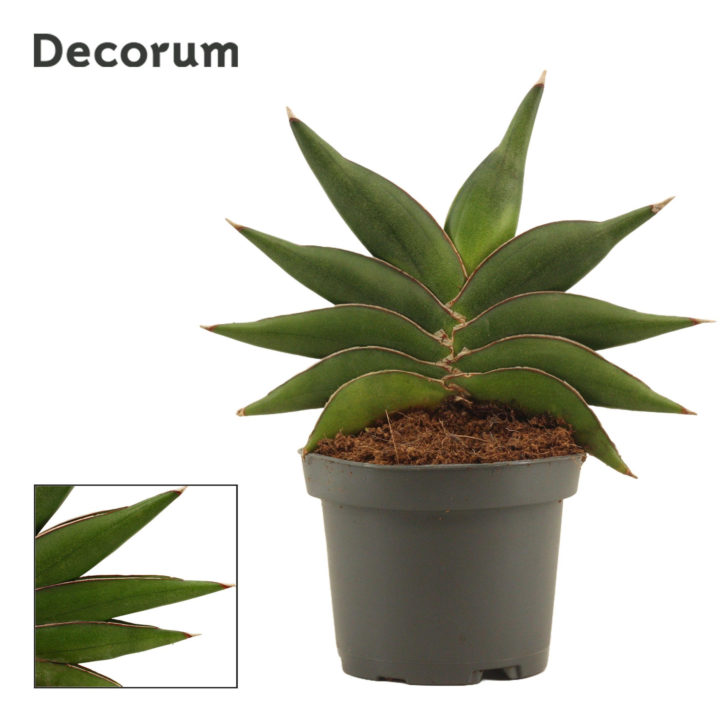 Горшечные цветы и растения оптом Sansevieria Stylish Fan (decorum) от 12шт (для телеги) из Голландии с доставкой по России
