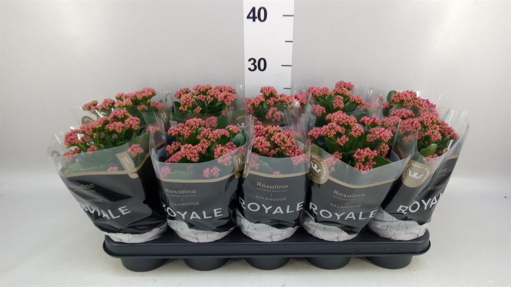 Горшечные цветы и растения оптом Kalanchoe Blos. rosdon Victorio от 10шт из Голландии с доставкой по России
