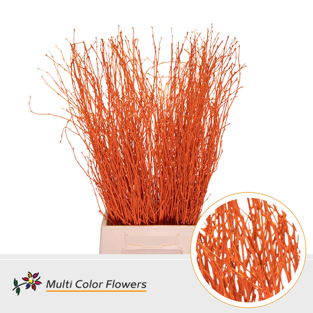 Срезанные цветы оптом Betula paint orange от 100шт. из Голландии с доставкой по России