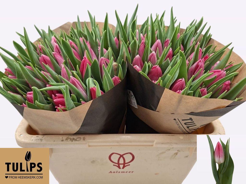 Срезанные цветы оптом Tulipa si bolroyal pink от 100шт из Голландии с доставкой по России