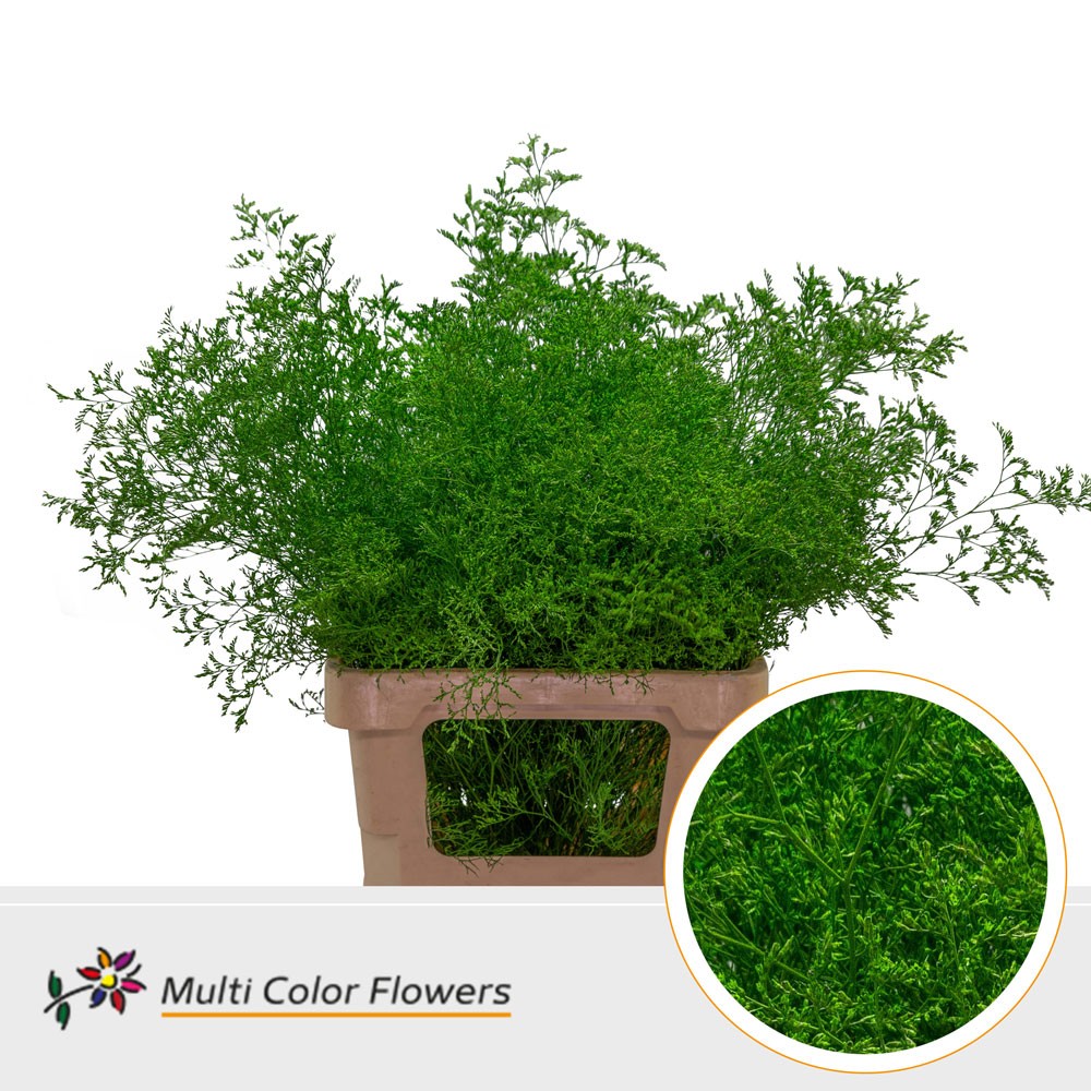 Срезанные цветы оптом Limonium beltlaard paint green dark от 25шт из Голландии с доставкой по России