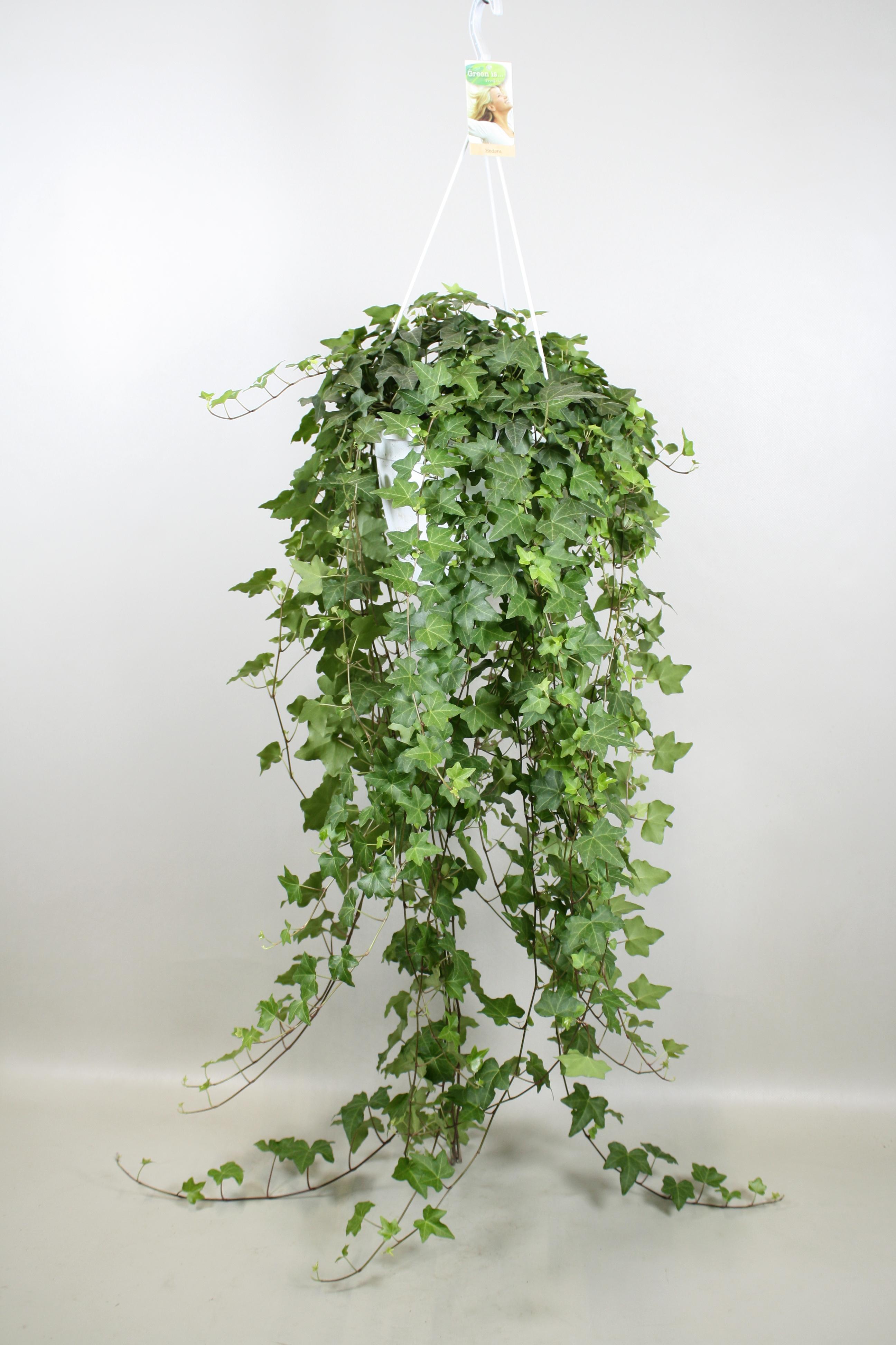 Горшечные цветы и растения оптом Hedera Pittsburgh Hangpot от 1шт из Голландии с доставкой по России