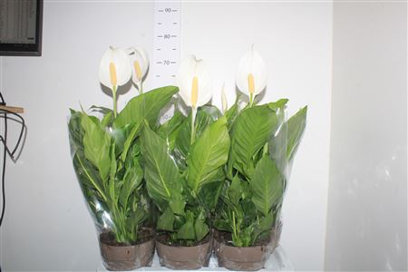 Горшечные цветы и растения оптом Spath Sweet Silvio 2+ P17 от 6шт из Голландии с доставкой по России