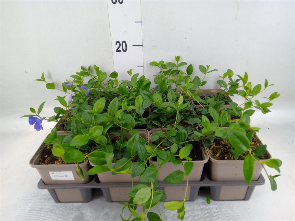 Горшечные цветы и растения оптом Vinca Minor от 12шт (для телеги) из Голландии с доставкой по России