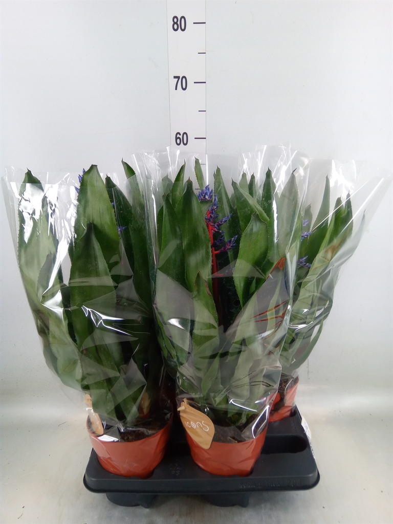 Горшечные цветы и растения оптом Aechmea   ... от 4шт из Голландии с доставкой по России