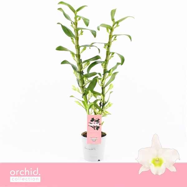 Горшечные цветы и растения оптом Den Nob 2st Apollon Orchid Collection от 10шт из Голландии с доставкой по России