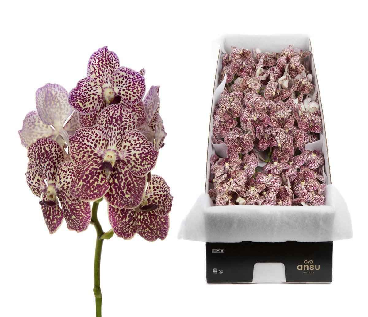 Срезанные цветы оптом Vanda ocelet sienna per stem от 8шт. из Голландии с доставкой по России