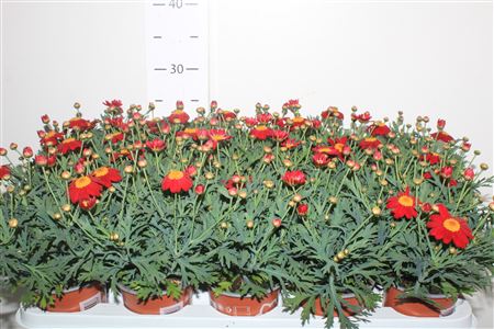 Горшечные цветы и растения оптом Arg Frutescens La Rita Red от 15шт из Голландии с доставкой по России