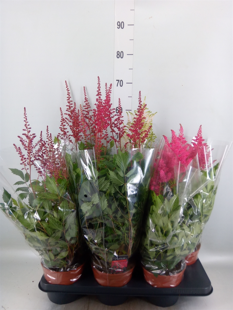 Горшечные цветы и растения оптом Astilbe   ...mix от 6шт из Голландии с доставкой по России