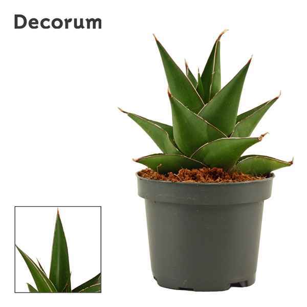 Горшечные цветы и растения оптом Sansevieria Abbey Crown (decorum) от 12шт из Голландии с доставкой по России