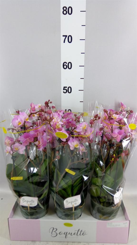 Горшечные цветы и растения оптом Phalaenopsis Multi. ...rose от 6шт из Голландии с доставкой по России