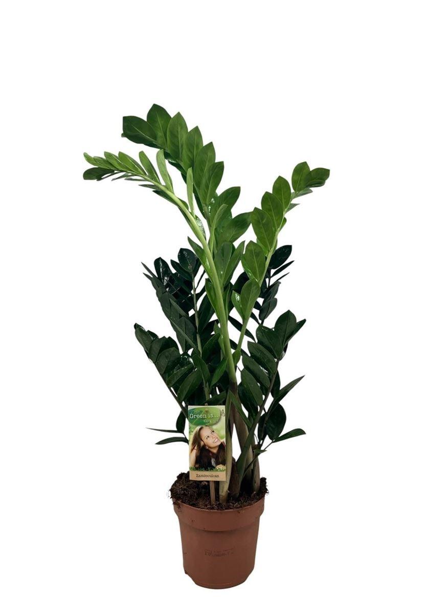 Горшечные цветы и растения оптом Zamioculcas 4+ от 6шт из Голландии с доставкой по России