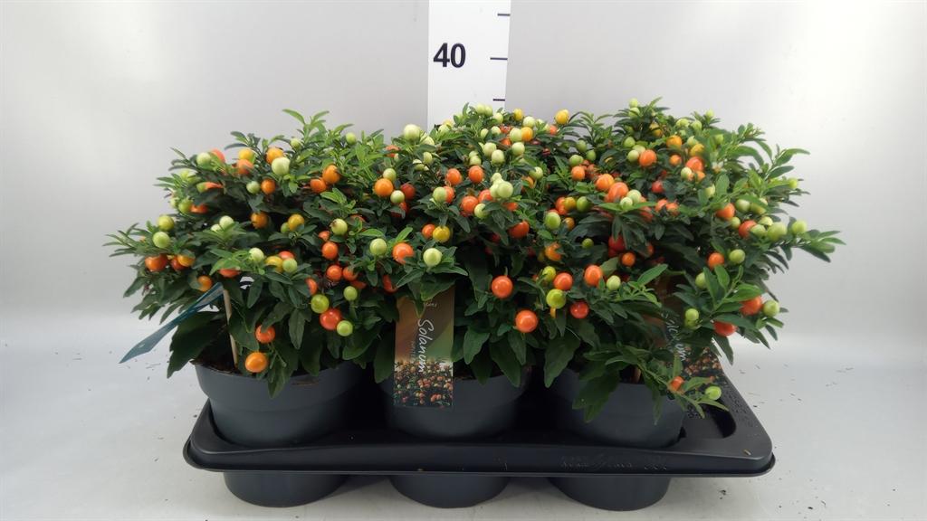 Горшечные цветы и растения оптом Solanum Pseudocapsicum от 6шт из Голландии с доставкой по России