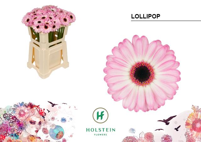 Срезанные цветы оптом Germini lollipop от 80шт из Голландии с доставкой по России