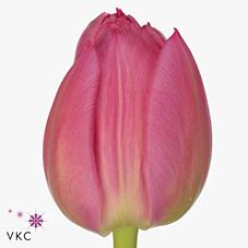 Срезанные цветы оптом Tulipa do queen of marvel от 150шт из Голландии с доставкой по России