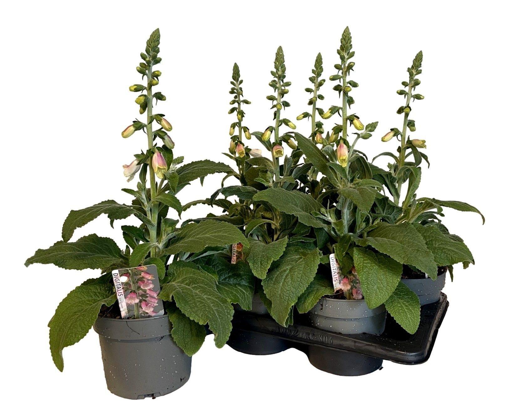 Горшечные цветы и растения оптом Digi Ov от 6шт из Голландии с доставкой по России