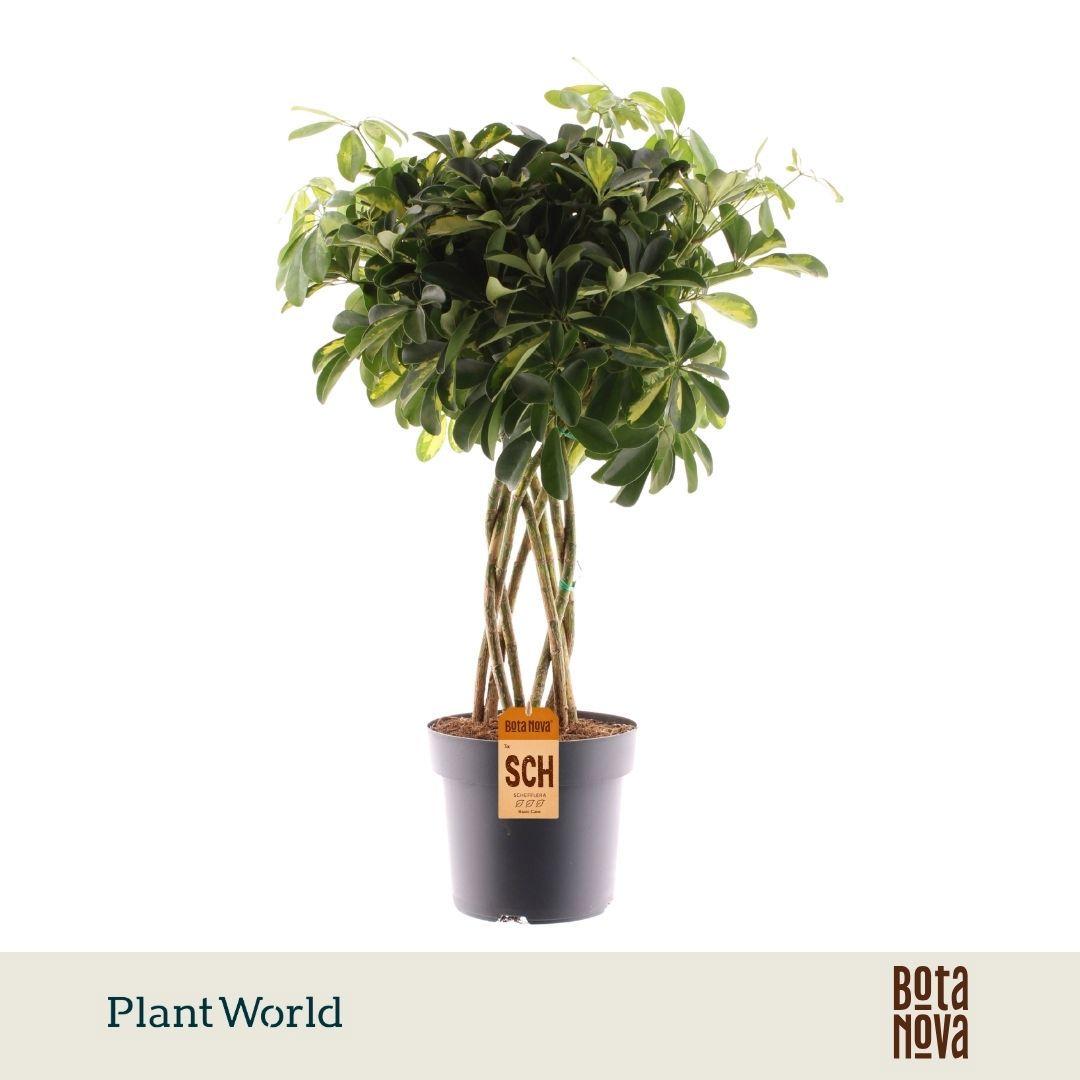 Горшечные цветы и растения оптом Schefflera Gold Capella Tube (decorum) от 1шт из Голландии с доставкой по России