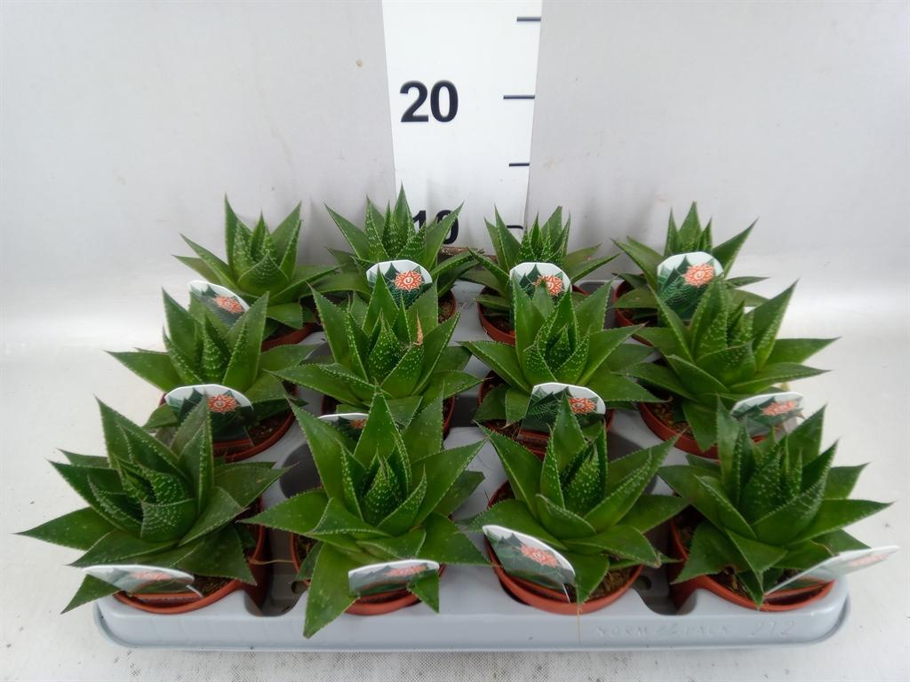 Горшечные цветы и растения оптом Aloe Aristata cosmo от 12шт (для телеги) из Голландии с доставкой по России