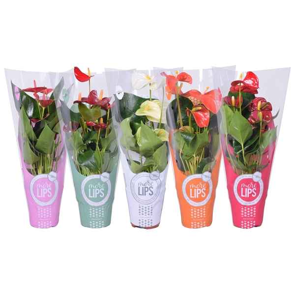 Горшечные цветы и растения оптом Anth An Mix 4+ (morelips) от 10шт из Голландии с доставкой по России