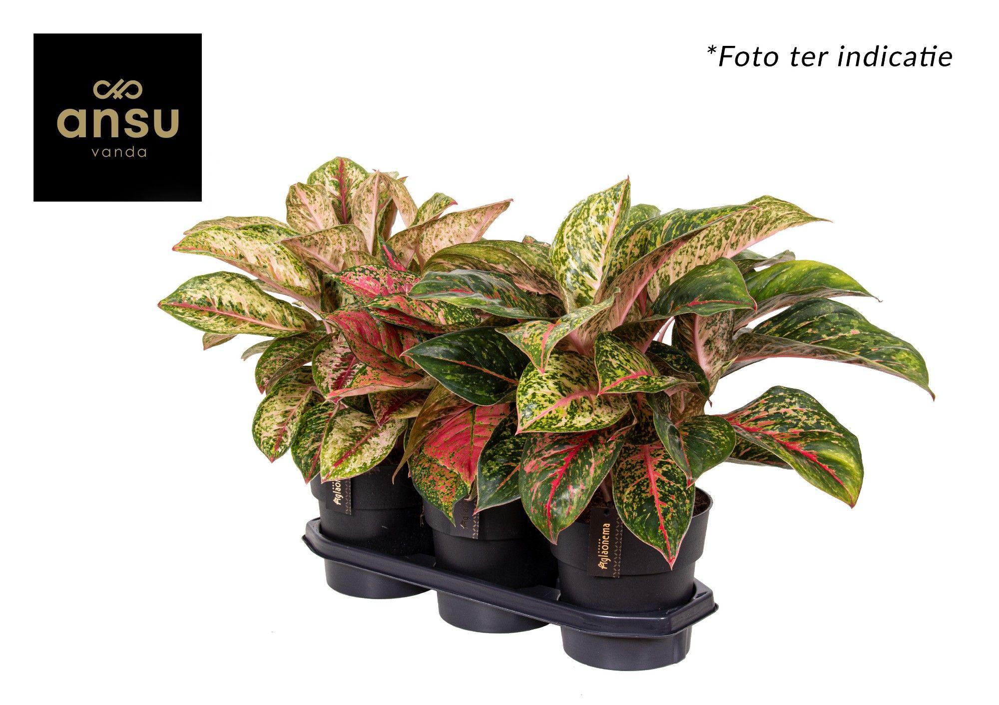 Горшечные цветы и растения оптом Aglaonema Exclusive Mix от 3шт из Голландии с доставкой по России