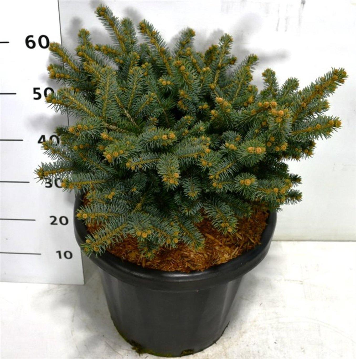 Горшечные цветы и растения оптом Picea Pung Glauca Globosa A от 1шт из Голландии с доставкой по России