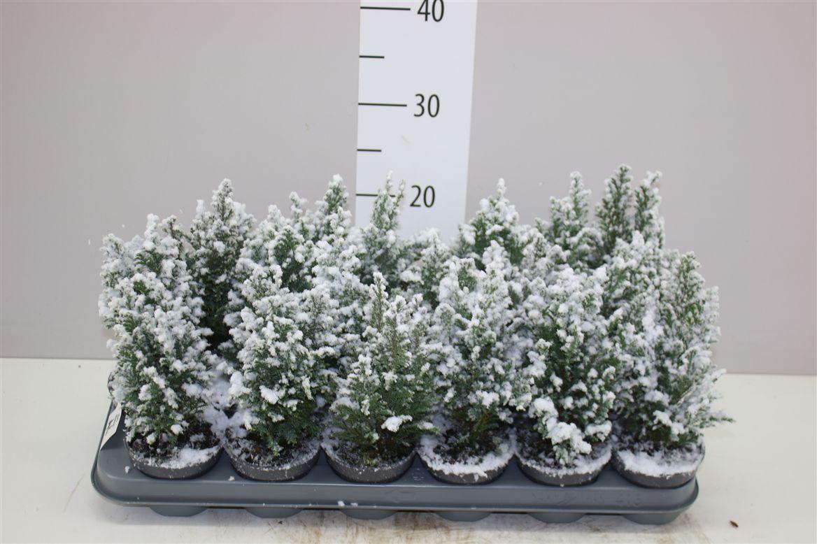 Горшечные цветы и растения оптом Chamaecyparis La Ellwoodii Snow от 18шт (для телеги) из Голландии с доставкой по России Горшечные цветы и растения оптом Chamaecyparis La Ellwoodii Snow от 18шт (для телеги) из Голландии с доставкой по России