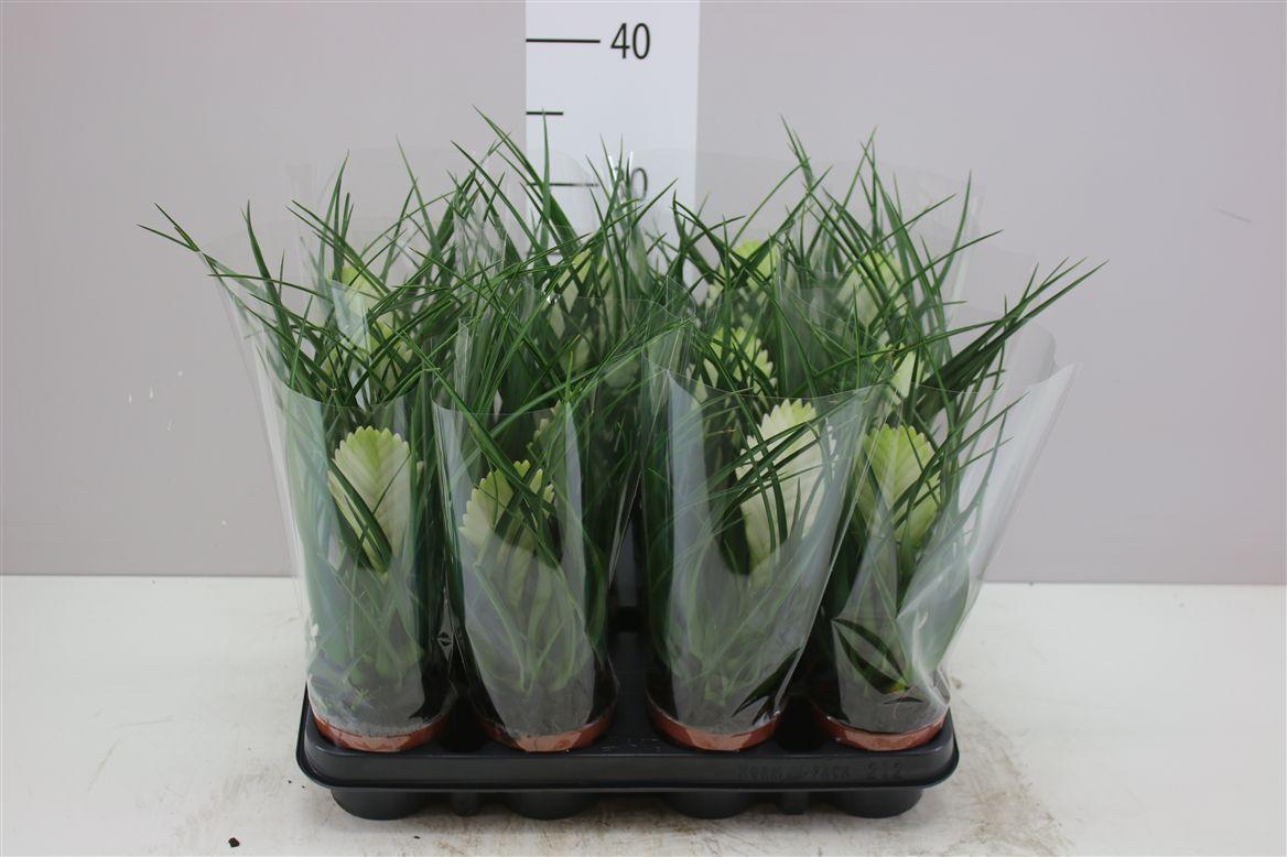 Горшечные цветы и растения оптом Tillandsia Cyanea Biancini от 12шт (для телеги) из Голландии с доставкой по России Горшечные цветы и растения оптом Tillandsia Cyanea Biancini от 12шт (для телеги) из Голландии с доставкой по России