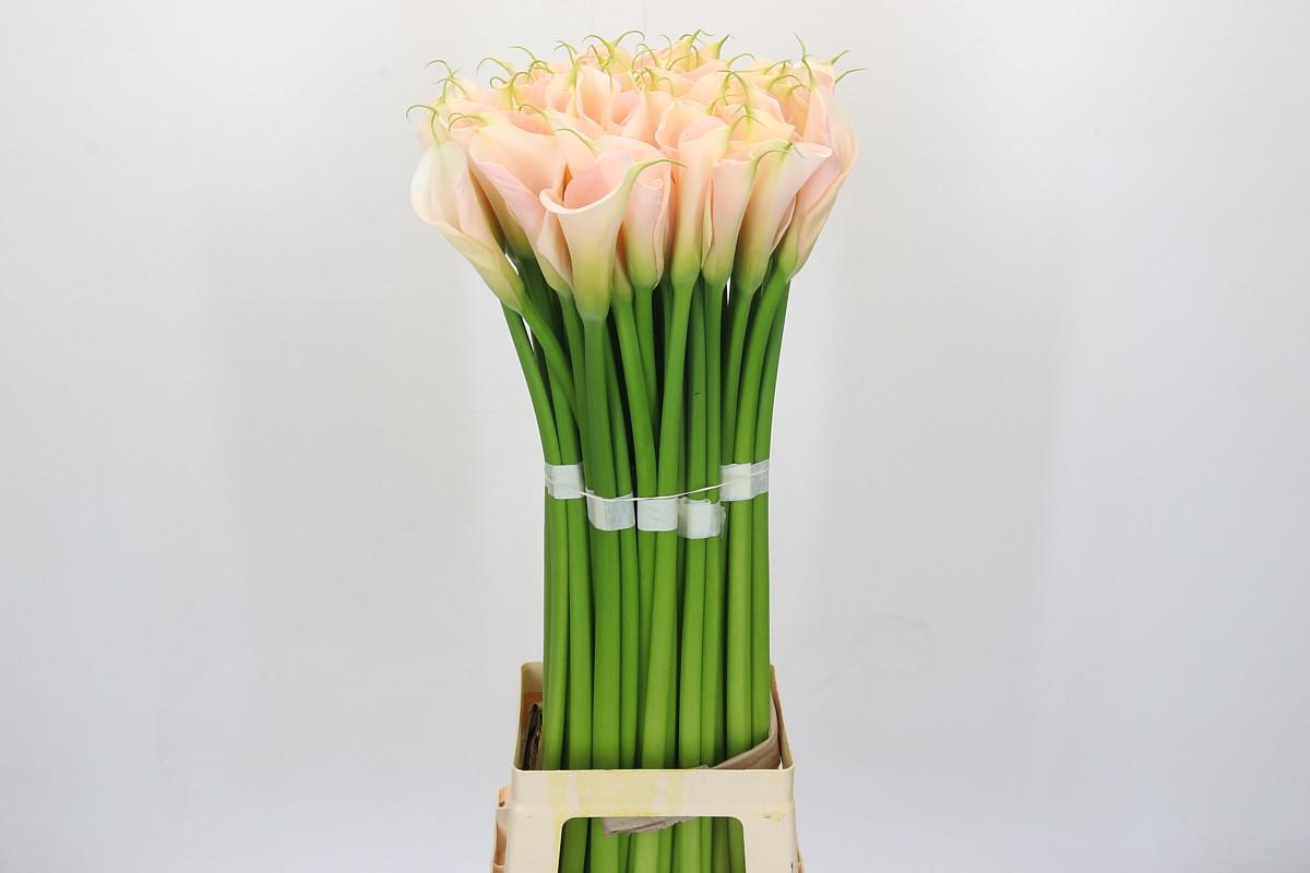 Срезанные цветы оптом Zantedeschia ae eydolls salmon от 60шт из Голландии с доставкой по России
