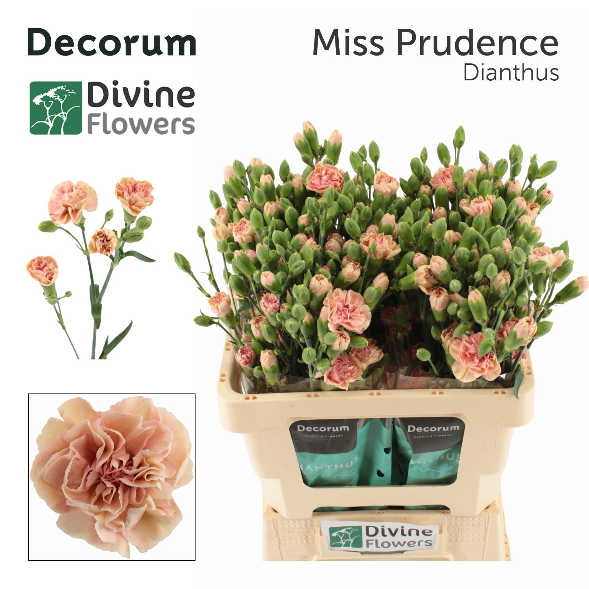 Срезанные цветы оптом Dianthus sp miss prudence от 60шт из Голландии с доставкой по России