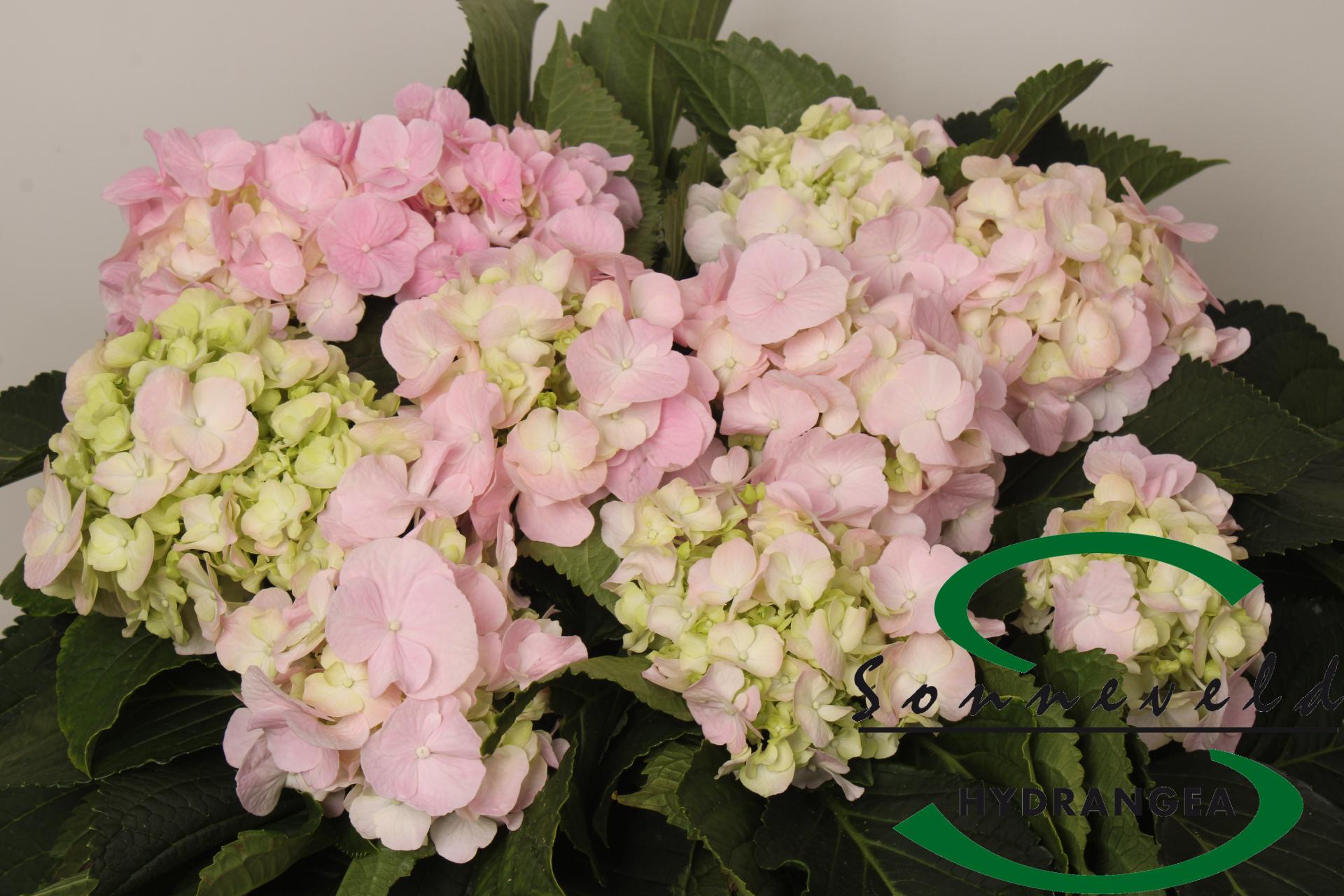 Срезанные цветы оптом Hydrangea monika от 10шт из Голландии с доставкой по России