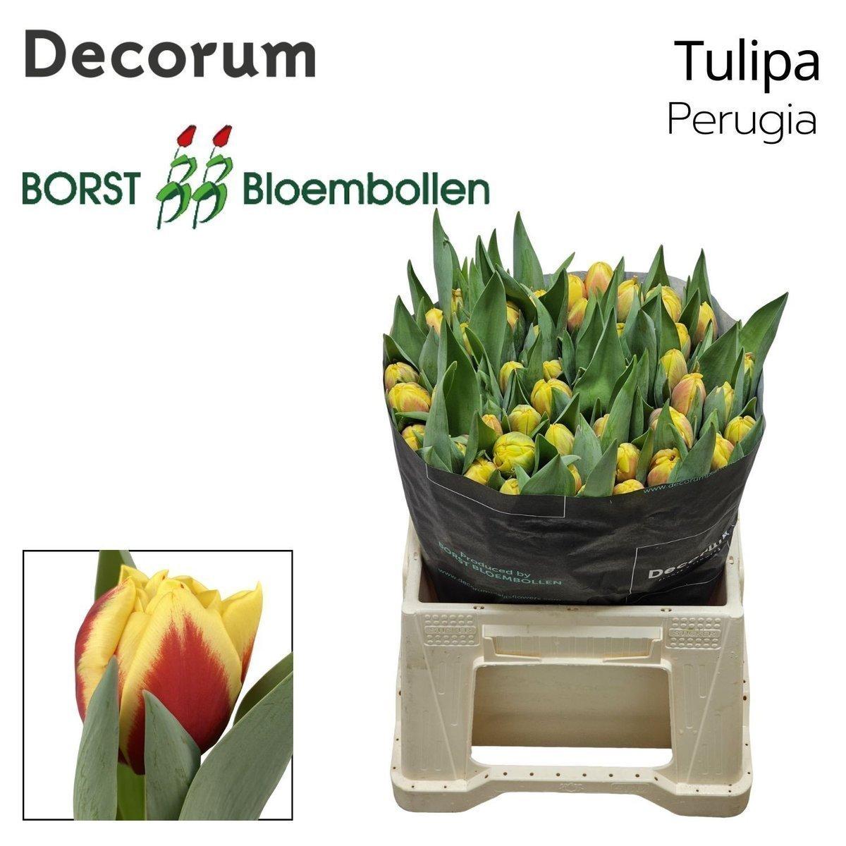 Срезанные цветы оптом Tulipa do perugia от 150шт из Голландии с доставкой по России