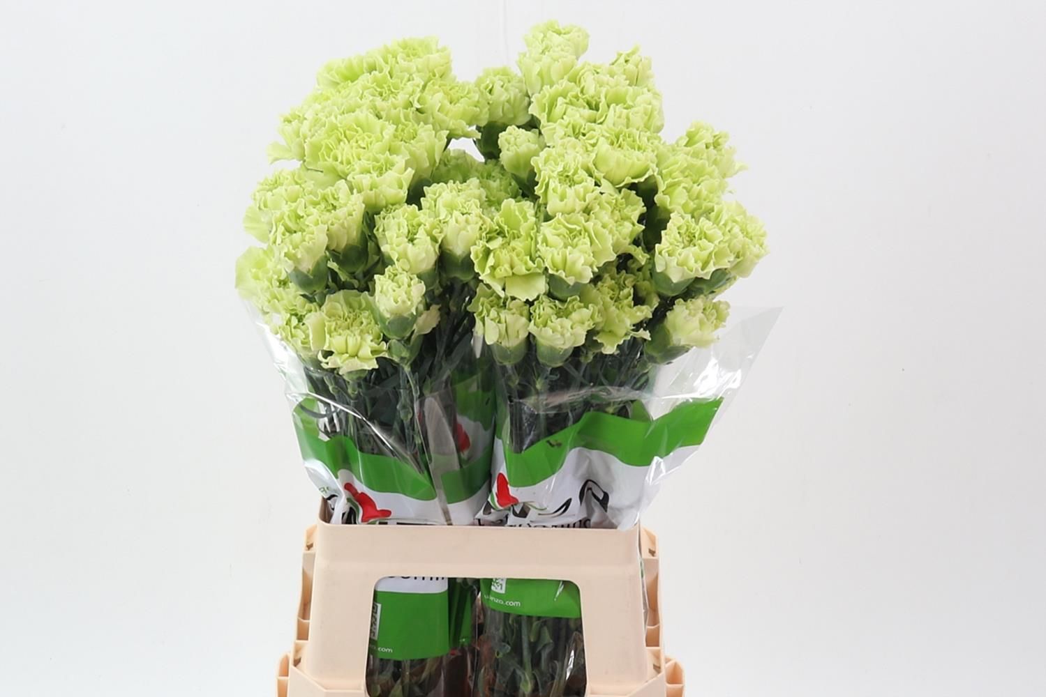 Срезанные цветы оптом Dianthus st emerald green от 80шт из Голландии с доставкой по России