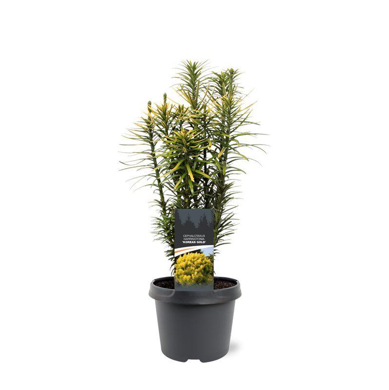 Горшечные цветы и растения оптом Cephalotaxus Harr Korean Gold от 1шт из Голландии с доставкой по России