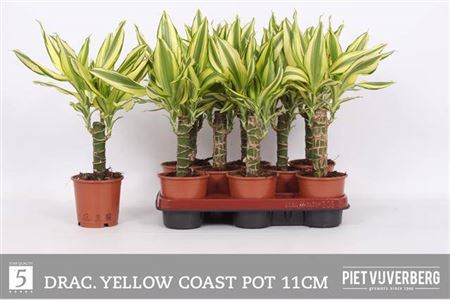 Горшечные цветы и растения оптом Drac Yellow Coast 15cm Stem от 8шт из Голландии с доставкой по России