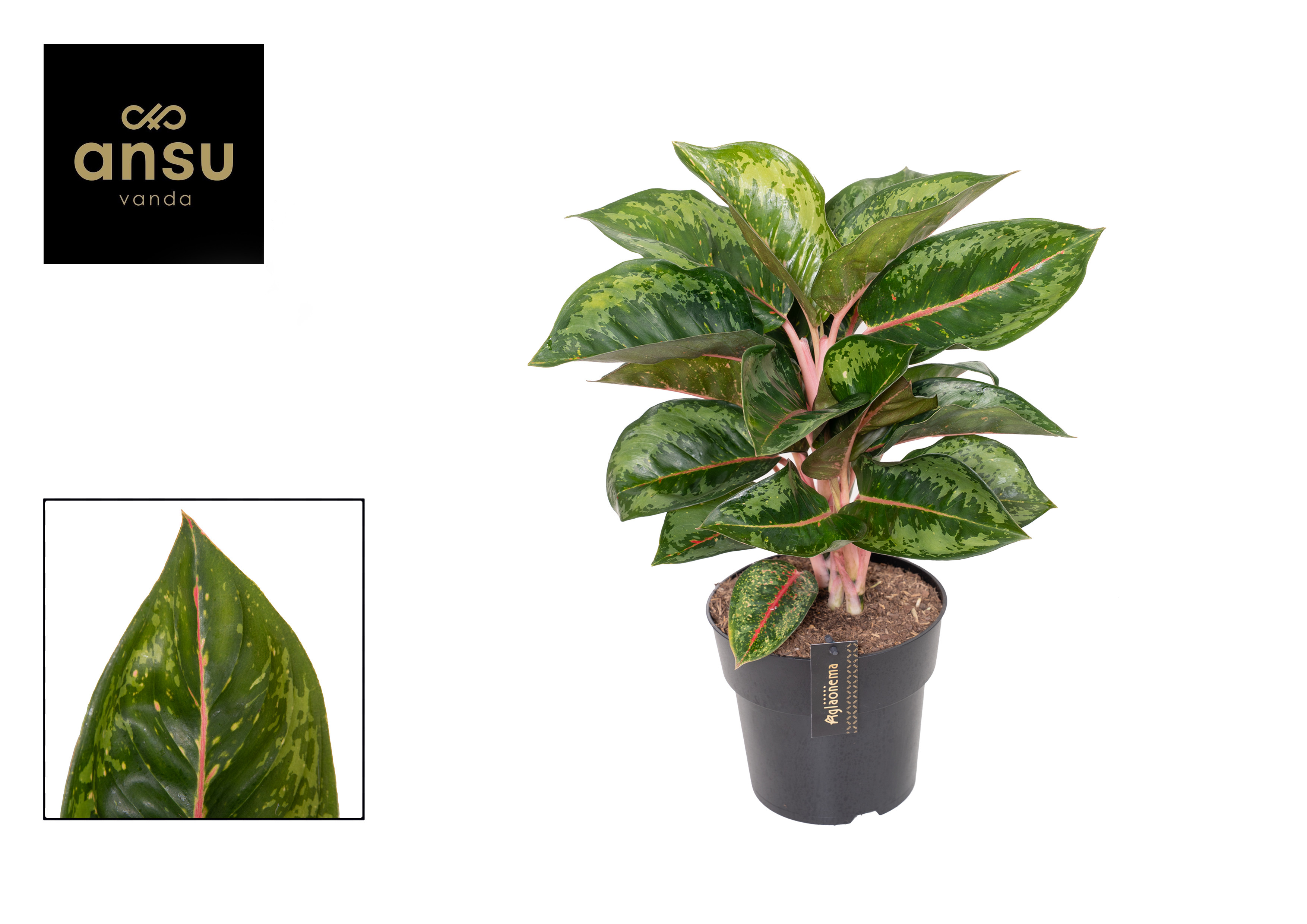 Горшечные цветы и растения оптом Aglaonema Camo Rubina от 3шт из Голландии с доставкой по России
