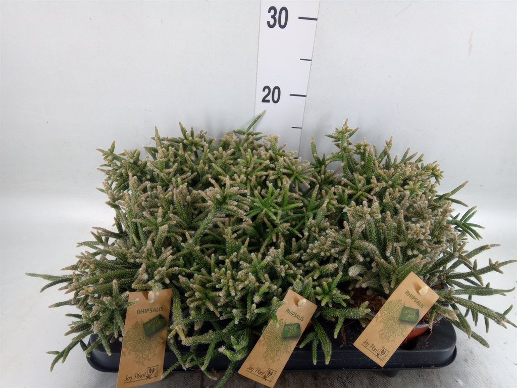 Горшечные цветы и растения оптом Rhipsalis Baccifera Subsp. Horrida от 6шт из Голландии с доставкой по России