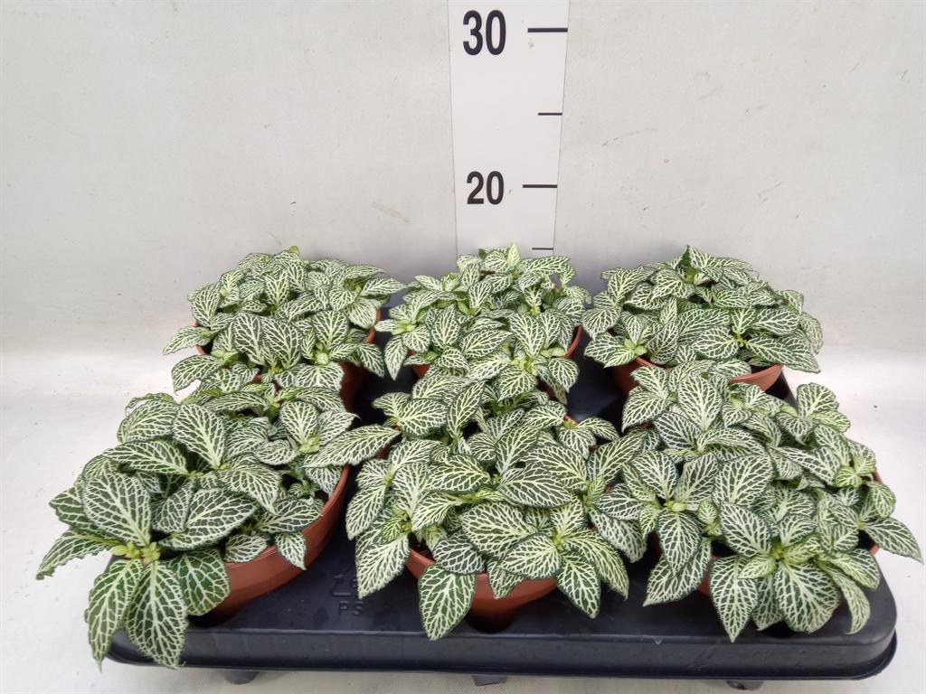 Горшечные цветы и растения оптом Fittonia   ... от 6шт из Голландии с доставкой по России