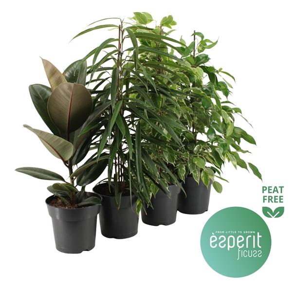 Горшечные цветы и растения оптом Ficus Mix 3-4 Srt ( Esperit) от 6шт из Голландии с доставкой по России